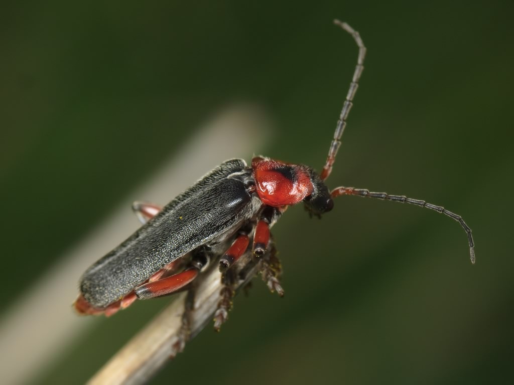 Cantharis rustica Fallen, 1807